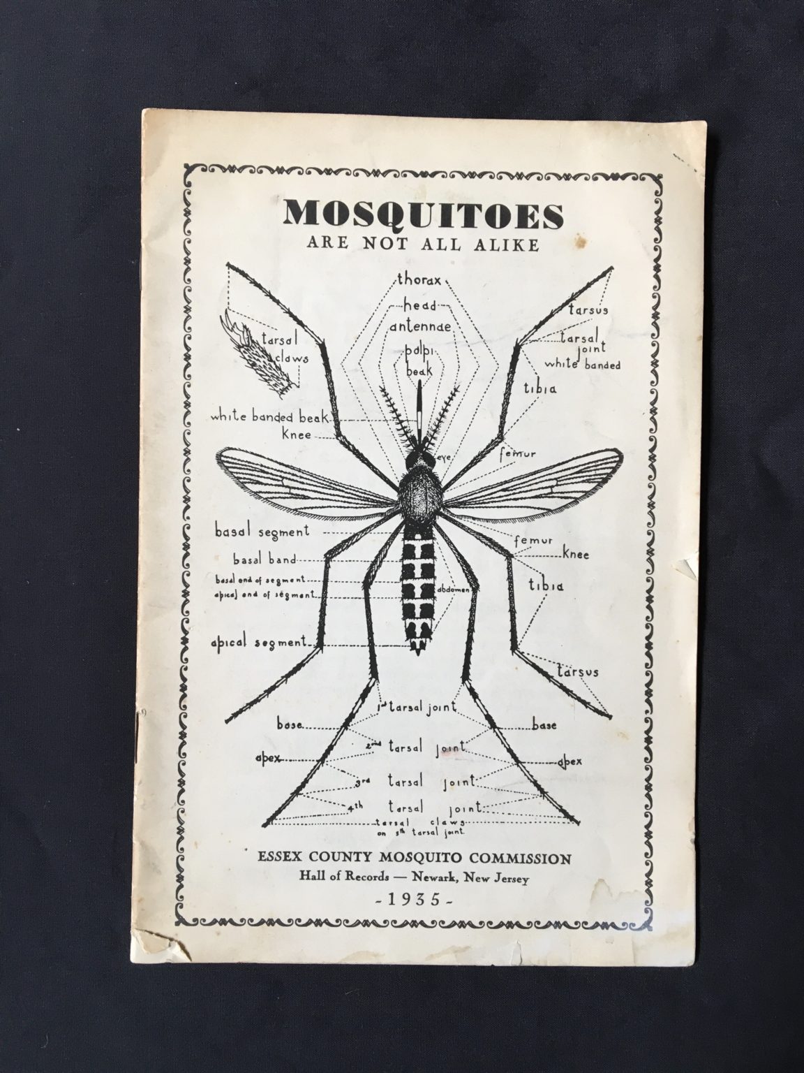 Mosquito New Jersey